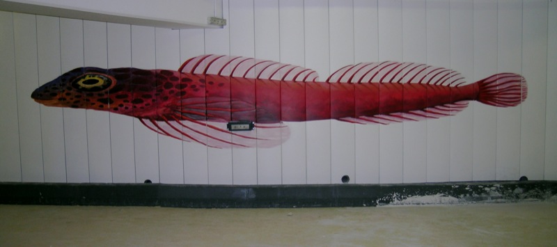 L’image de la blennie telle qu’elle est peinte sur la surface murale…